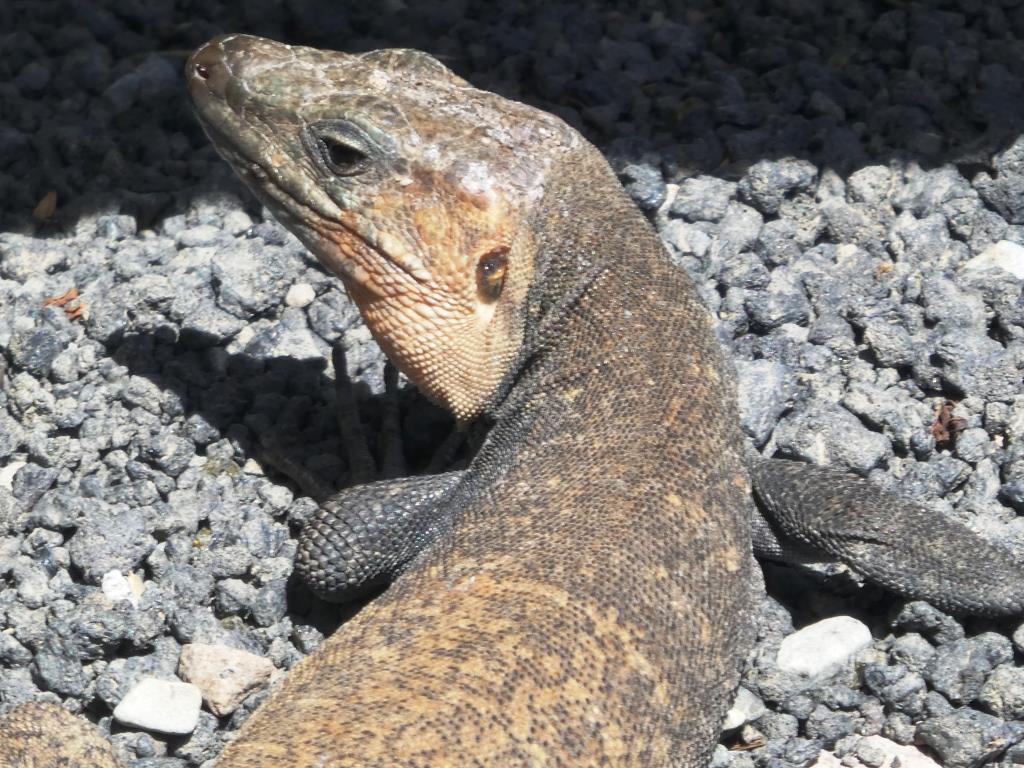 Gran Canaria - Caldera de Bandama - 2019